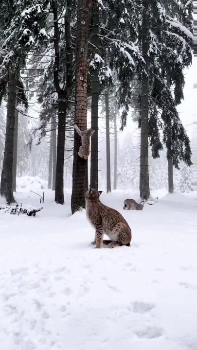 Wild And Hungry