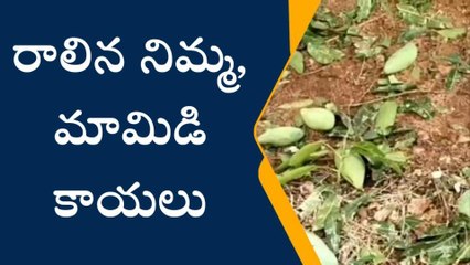 శాలిగౌరారం: ఈదురు గాలులకు ధ్వంసమైన మామిడి తోట