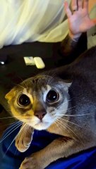 Scaredy Cat Unsettled by Bunny Mask