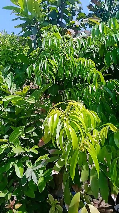 VID_20230327_103359