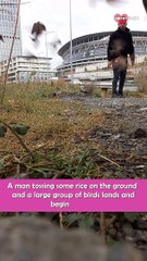 Kind Turkish Man Feeds Birds Daily || Heartsome
