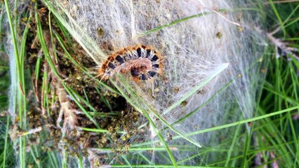 Ormanlarda “Dumansız yangın”