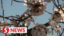Washington's cherry blossom trees in full bloom