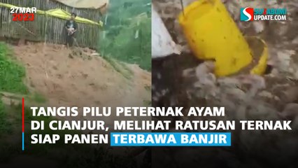Tangis Pilu Peternak Ayam di Cianjur, Melihat Ratusan Ternak Siap Panen Terbawa Banjir