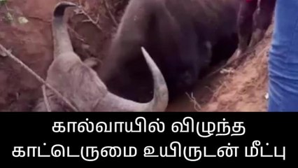 நீலகிரி: கால்வாயில் விழுந்த காட்டெருமை-வனத்துறை செம ஆக்‌ஷன்!