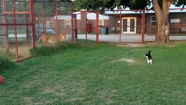 Un chat veut s'en prendre à un lion... en cage