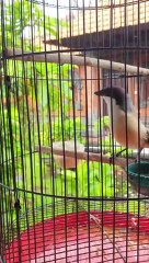 Burung cendet gacor full isian