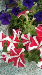 Different color of petunia