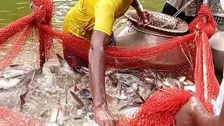 Amazing Net Fishing