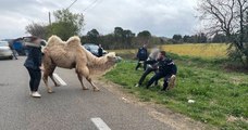 Gard : des gendarmes interpellent un chameau sur une route