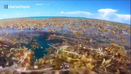 Una alga gigante flotante en descomposición amenaza las costas de Florida y México