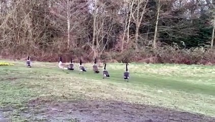 Stand-off between fox and a gaggle of geese at popular Chesterfield walking spot