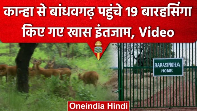 Kanha National Park से Bandhavgarh Tiger Reserve में छोड़े गए 19 बारहसिंगा | वनइंडिया हिंदी #Shorts