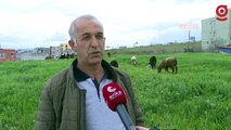 İslahiye’de besicilik yapan Bayram Polat: İslahiye’nin yüzde 80 geçimi çiftçi, hayvancılık üzerine, bitti yani, ilçe olarak bitti