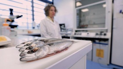 Enquête de santé - Le poisson : à consommer sans modération ?