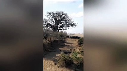Lions Catch Buffalo During Stampede