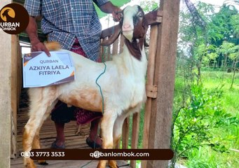 Terbaik WA 0813 3773 3533 Jual Kambing Qurban di Mataram Lombok