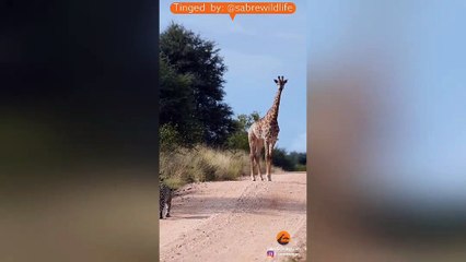 Leopard Bumps Into Giraffe On The Road