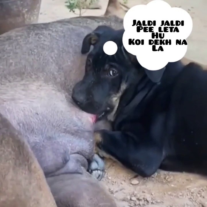 Funny dog drinking milk  | funny animals videos  try not to laugh