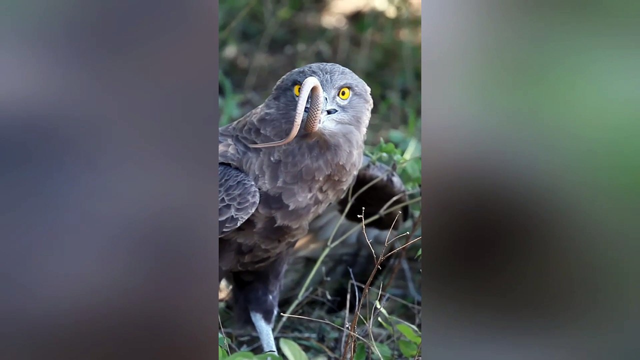 Eagle Swallows Live Snake