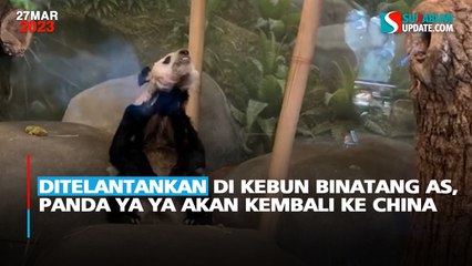 Ditelantankan di Kebun Binatang AS, Panda Ya Ya Akan Kembali ke China