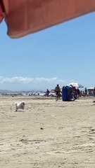 Dog Has To Take A Bathroom Break