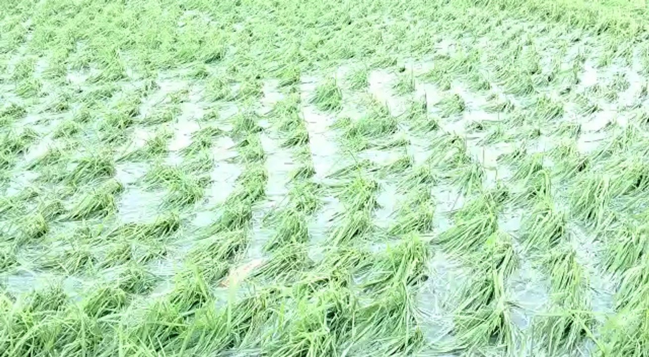 ঝড় ও শিলাবৃষ্টির জেরে বিঘার পর বিঘা জমির ধান নষ্ট, মাথায় হাত কোতুলপুরের চাষীদের | Oneindia Bengali