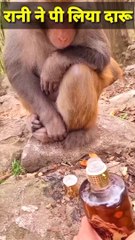 Daru Pinebala Bandar|मंकी पी लिया दारू|Funny Mankey Shorts #Funnyanimals#Funnymankey #Animals