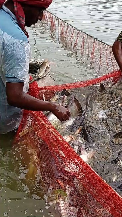 Unbelievable Cast Net Fishing