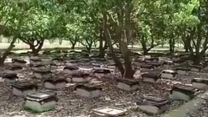 पूर्वी चम्पारण: मधुमक्खी पालकों पर हमला, बदमाशों ने लूटे मोबाइल नकदी व शहद