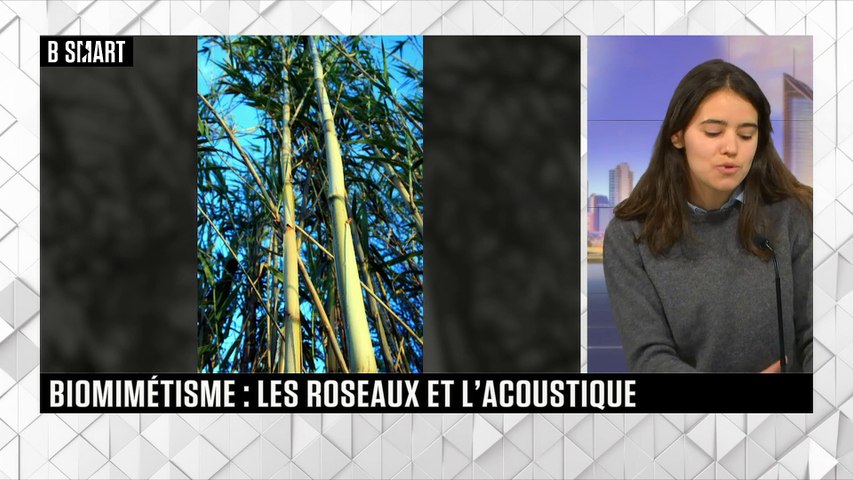Biomimétisme : les roseaux et l’acoustique