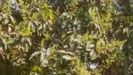 सीतामढ़ी: आम के पेड़ में मंजर की दिखी कमी, किसानों में छाई मायूसी