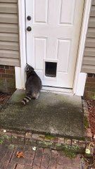 Biscuit Doesn't Understand Doors