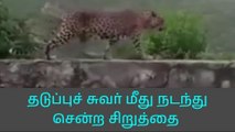 நீலகிரி: தடுப்புச்சுவர் மீது நடந்து சென்ற சிறுத்தை!