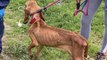 Gers : la SPA secourt dix chiens squelettiques et affamés