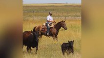 Revitalizing cattle farming: An innovative approach to food production and wetland protection