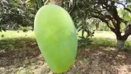 रीवा: सुंदरजा आम को मिला जीआई टैग, विन्ध्य की पहचान बनेगा आम