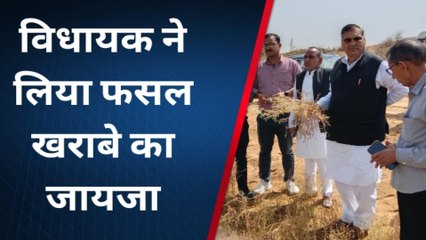 तारानगर: विधायक ने खेतों में पहुंचकर फसल खराबे का लिया जायजा.. मुआवजे की मांग