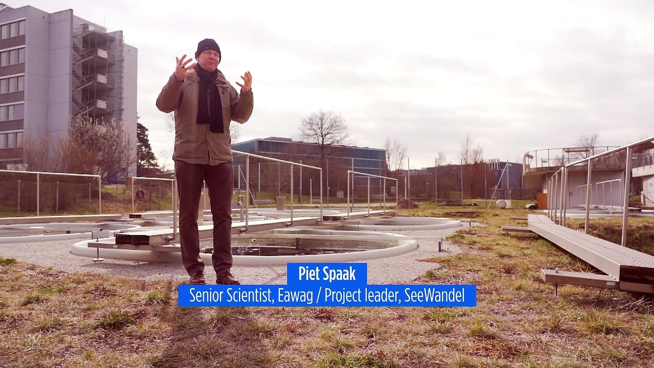 Espèces invasives dans le lac de Constance : "Une catastrophe pour l'écosystème"