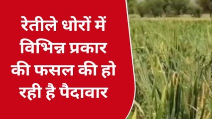 बाड़मेर: रेतीली जमीन उगल रही सोना, यहां के किसान की बदली किस्मत, देखें अच्छी खबर