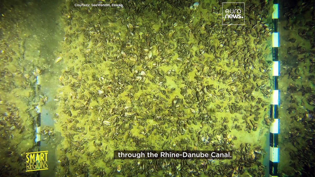 'It's now too late': How invasive species have altered Lake Constance