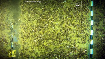 Come le specie invasive hanno modificato il lago di Costanza