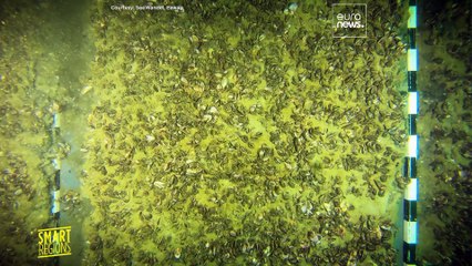 Ecossistema do Lago Constança muda e ameaça pesca