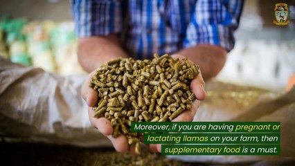 What are Some Tips to Help You Take Care of Your Llamas