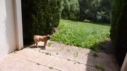 CHIEN ET CHAT - BOULEDOGUE FRANCAIS CONTRE CHAT BOMBAY(720P_60FPS)