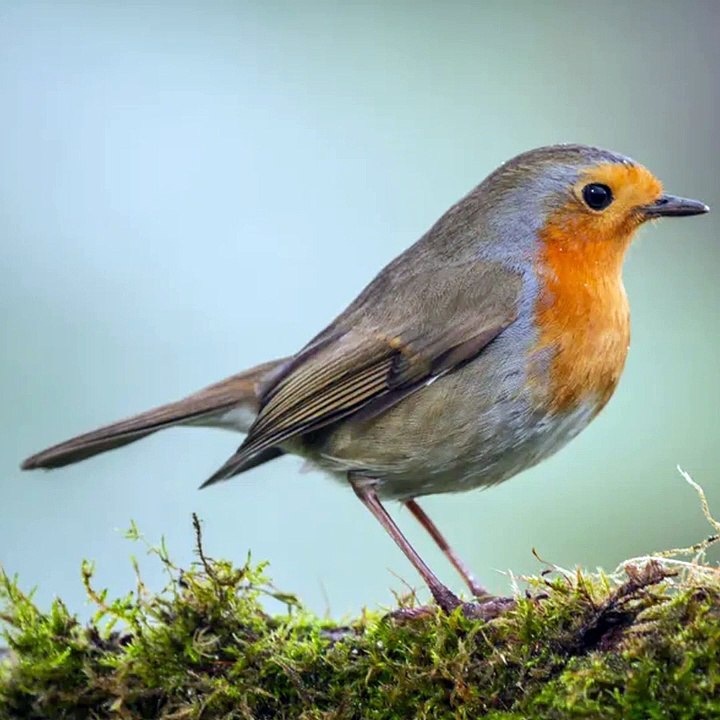 Robin Bird Facts