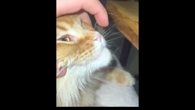 Ce chat a une dent en or... comme les rappeurs