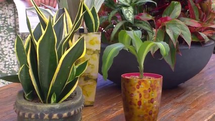 bd-plantas-de-facil-cuidado-270323