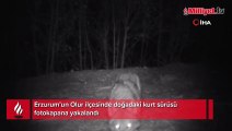 Erzurum'da kurt sürüsü görüntüleri fotokapana yakalandı