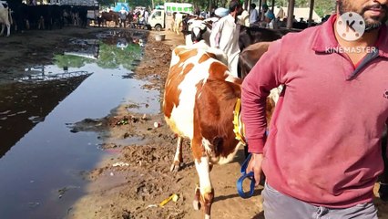50 litre dudh wali too pashu mandi mein/ 50 लीटर दूध वाली गाय पशु मंडी में 